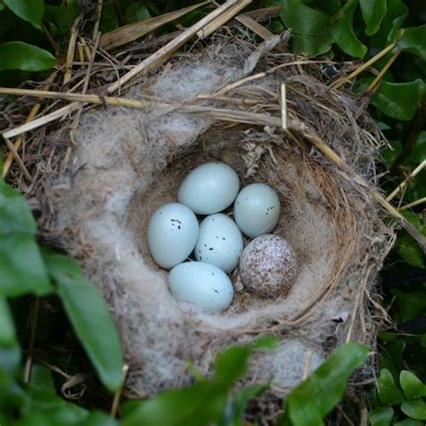 Egg And Nest Identification Finches Bird Bird Eggs Sparrow Eggs