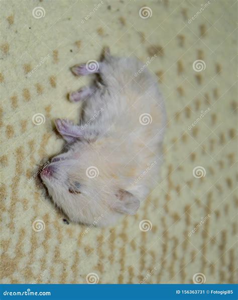Dead Hamster Lying On The The Dead Home Rodent Hamster Royalty Free