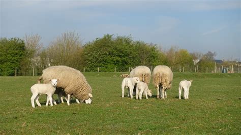 Het vaderdagcircuit bevat 24 paginas met activiteiten om samen met jouw groep de vaders eens in het zonnetje te zetten. Dieren op de boerderij