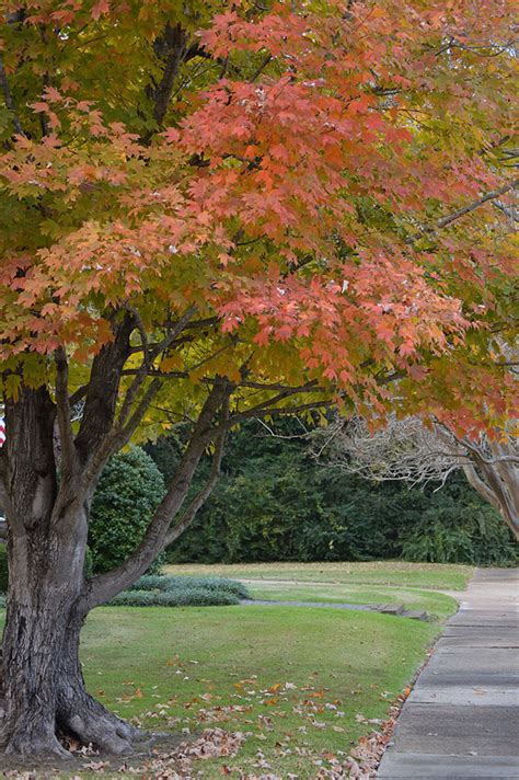 The 5 Best Southeastern Trees For Fall Color
