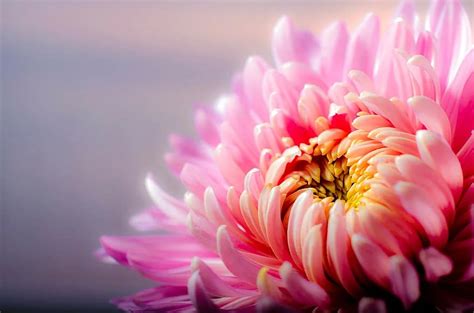 Chrysanthemum Blossom Flower Pink Zoom Background Wallpaper Pikist