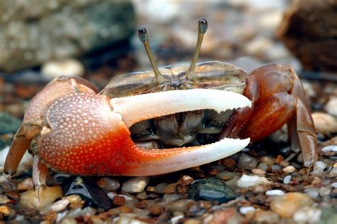 Fiddler Crab Ocean Treasures Memorial Library