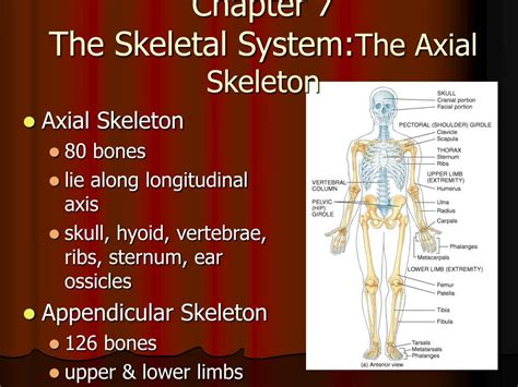 Ppt Chapter 7 The Skeletal System The Axial Skeleton Powerpoint Presentation Id626728