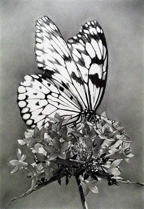 10 Beautiful Butterfly Drawings For Inspiration 2022