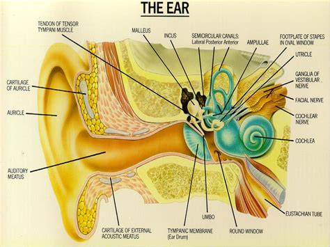 Bagian Bagian Telinga Beserta Gambar Dan Penjelasan Fungsinya Soalb