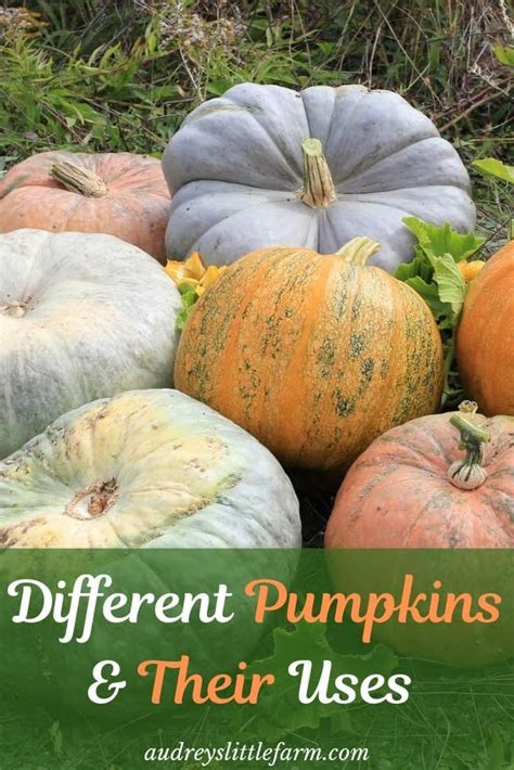 Different Types Of Pumpkins And Their Uses Audreys Little Farm