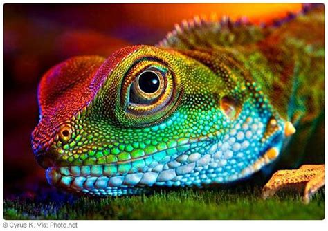 rainbow scales colorful lizards animals lizard