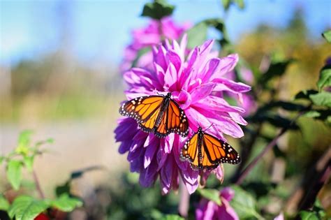 Why Is The Eastern Monarch Butterfly Disappearing