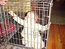 Children in cages (30 pics) - Izismile.com