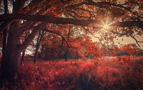 Autumn Sunrise 5k Retina Ultra Hd Wallpaper Background Image