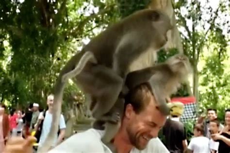 Monkeys Have Sex On Man S Shoulder In Shocking Clip Of Nature Daily Star
