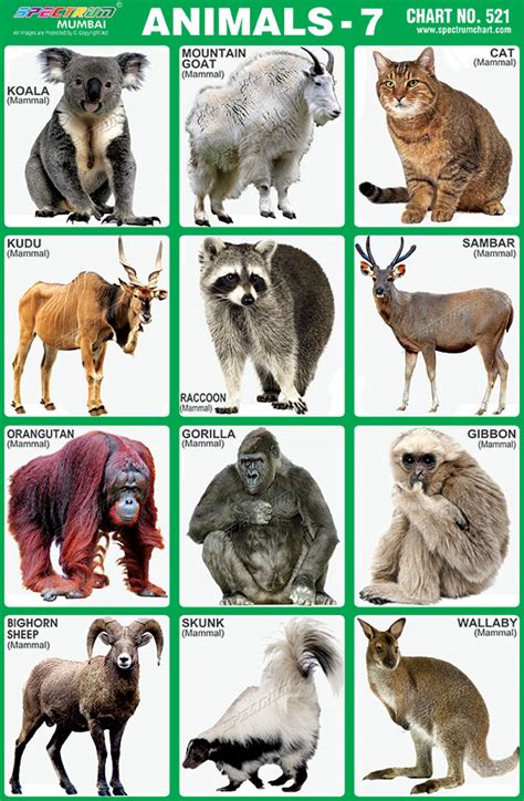 Spectrum Educational Charts Chart 521 Animals 7