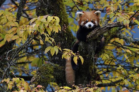 Red Panda In Humid Montane Mixed Forest Sichuan China Photograph By