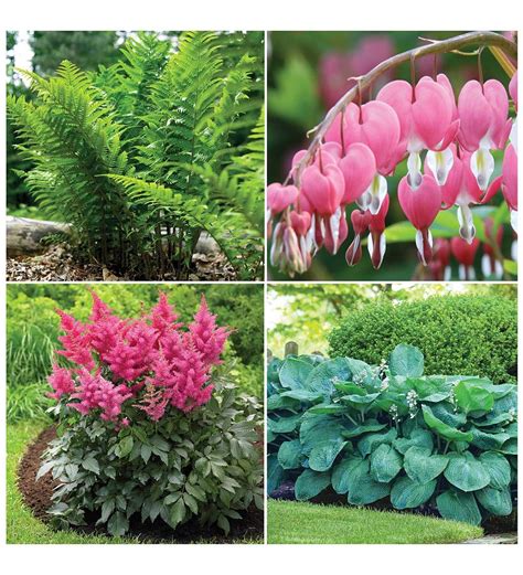 Brighten Shady Areas In Your Garden With This Set Of 16 Easy To Grow Perennial Plants The
