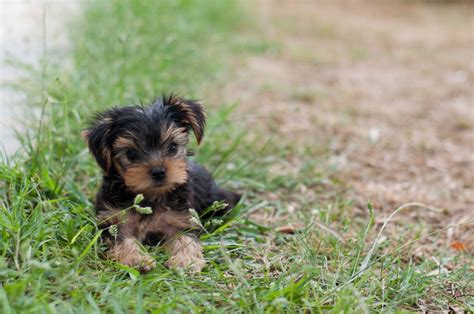 The Yorkie Guide Food Training And Care