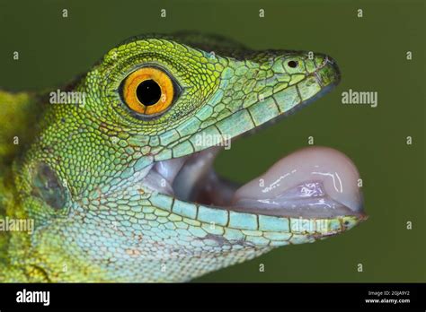 Close Up Of Juvenile Green Basilisk Lizard With Mouth Open Showing