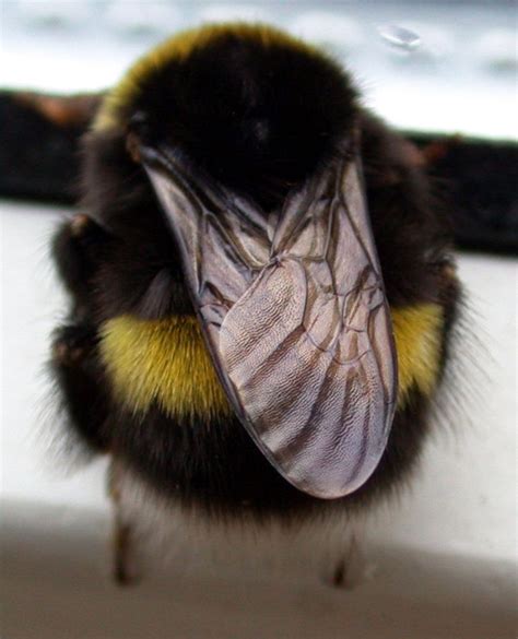 The Worlds Greatest Gallery Of Bumblebee Butts Bee Cute Bee Bumble Bee