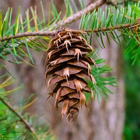 What Are Female Cones And Male Cones — Trees Pacific Northwest