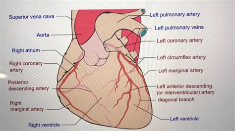 The main coronary arteries are: Solved: Superior Vena Cava Left Pulmonary Artery \ Left Pu ...