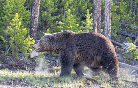 Idaho Petitions Feds To Delist Grizzly Bears Field And Stream