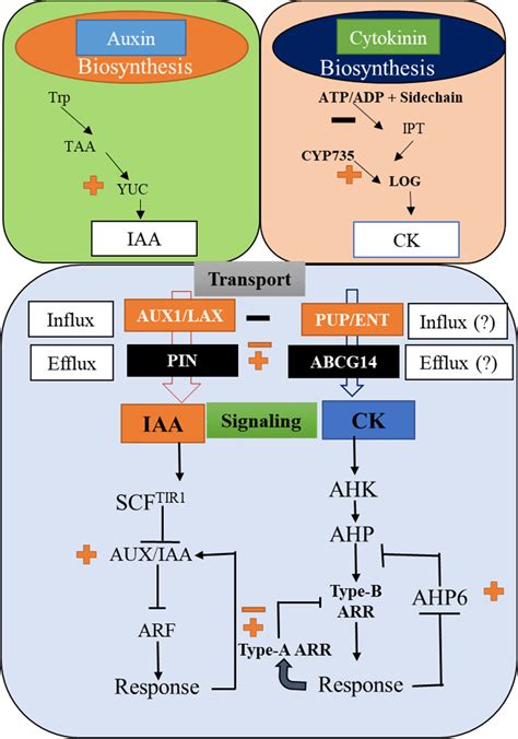 A Schematic Diagram Depicting The Biosynthesis Transport And