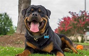 Rottweiler – Loving Confident and Loyal | Rottweiler dog, German dog ...
