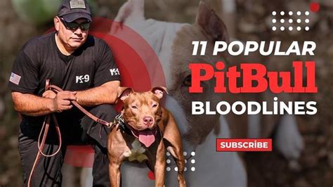 Pitbull Bloodlines Chart Understanding The History And Lineage Of