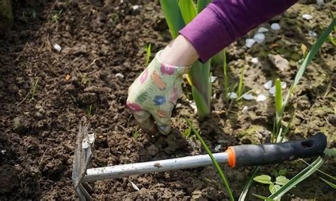 Come Preparare Lorto Per La Primavera I Consigli Dei Giardinieri Esperti