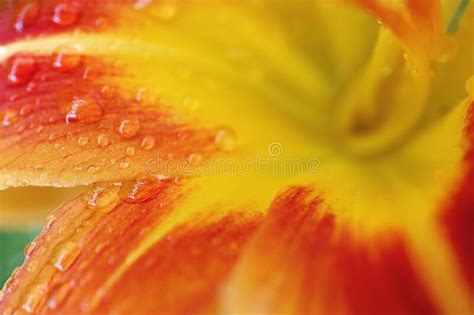 Background Of Bright Orange Yellow Lily Petals With Drops Of Water