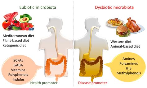 Ijms Free Full Text Gut Microbiota Metabolism And Interaction With Food Components