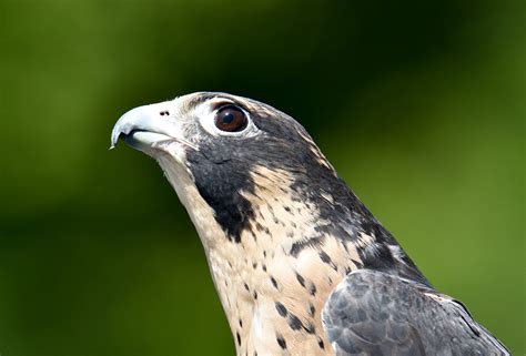 Eyes Of A Peregrine Falcon Intobirds