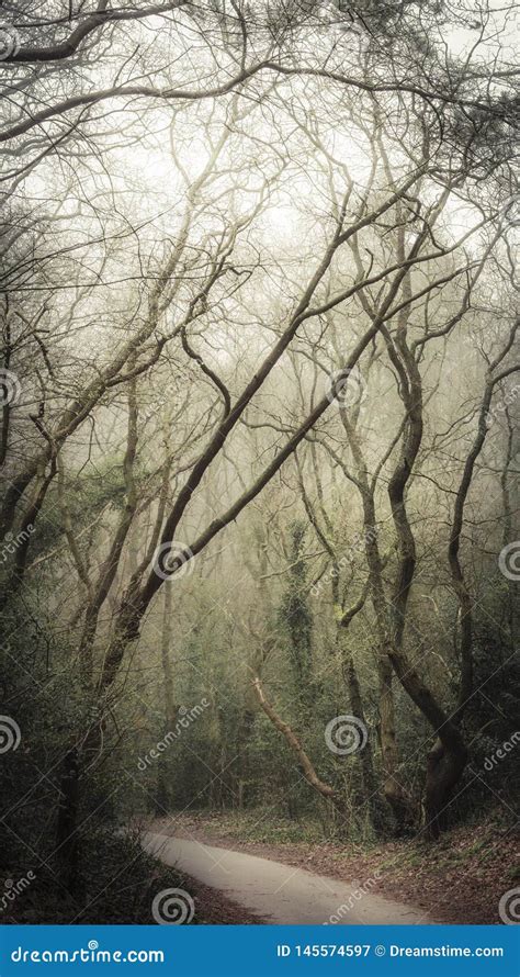 Fairy Tale Trees In Misty Foggy Forest Stock Image Image Of Groen