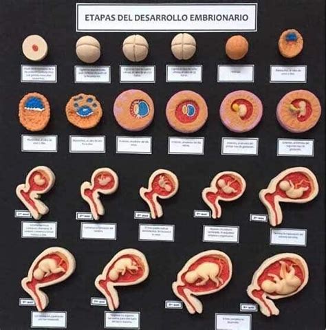 Maqueta De Las Etapas Del Desarrollo Embrionario Artofit
