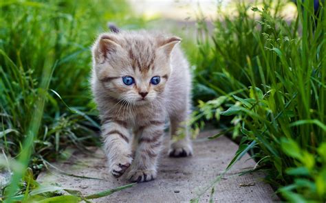 Worlds Cutest Cat Names Flipboard