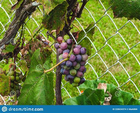 Cluster Of Grapes Ripening On The Vine In Late Summer Stock Photo