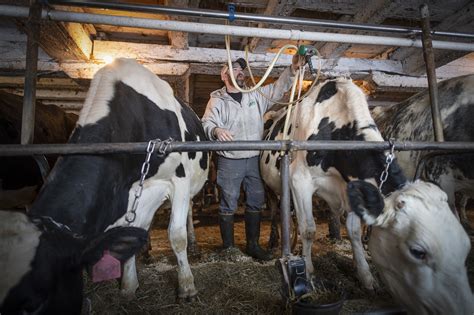 ‘lost My Love For Farming The Fate Of Dozens Of Small Organic Dairy