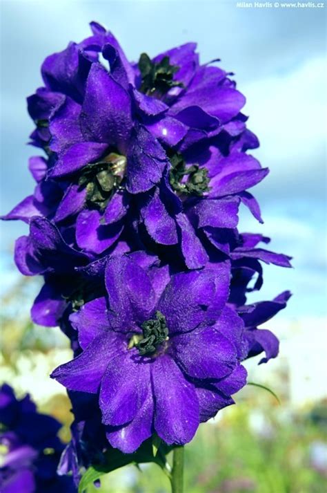 Although speedwell flowers come in a variety of colors, those with dark blue flowers are often the most arresting. Delphinium (Elatum Group) 'M.F. Dark Blue/Dark Bee ...