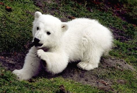 Baby Knut Berlin Bear Polar Grass Zoo Hd Wallpaper Pxfuel
