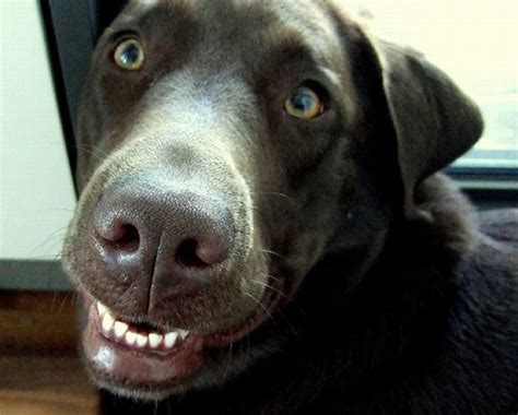 Awkward Dog Smiles 25 Pics