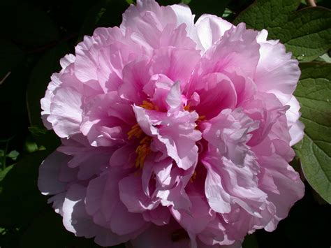 Peony Flower Free Stock Photo Public Domain Pictures