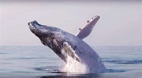 Watch This Whale Leaping Out Of Sea Like A Dolphin Has