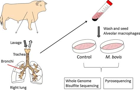 Mycobacterium Bovis In Humans Infection Transmission Symptoms Diagnosis And Treatment