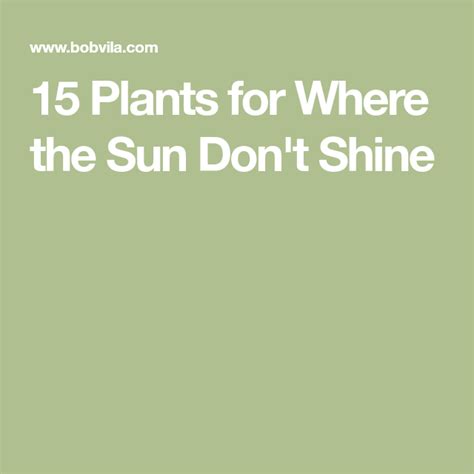 20 Plants For Where The Sun Dont Shine Plants Shade Plants Balcony Plants