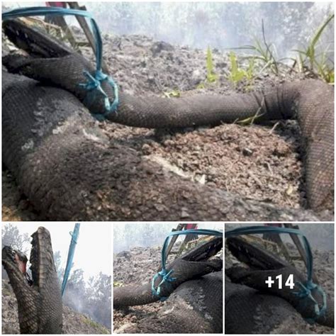 Giant 30 Feet Wild Snake Die Trying To Escape From Forest Fire In