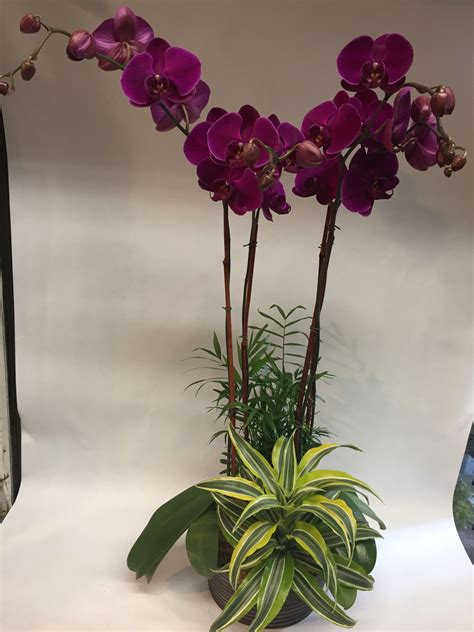 Majestic Purple Orchid Planter In San Francisco Ca Flowers Of The Valley