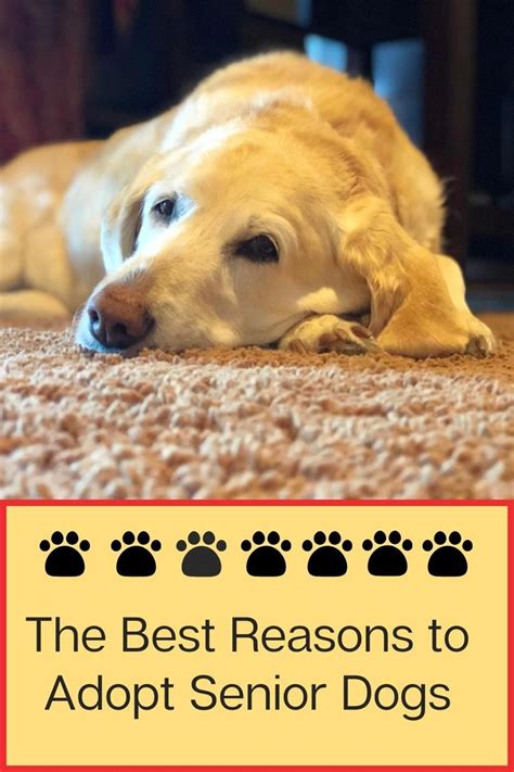 The Best Reasons To Adopt Senior Dogs Video Dogs Puppies Dog