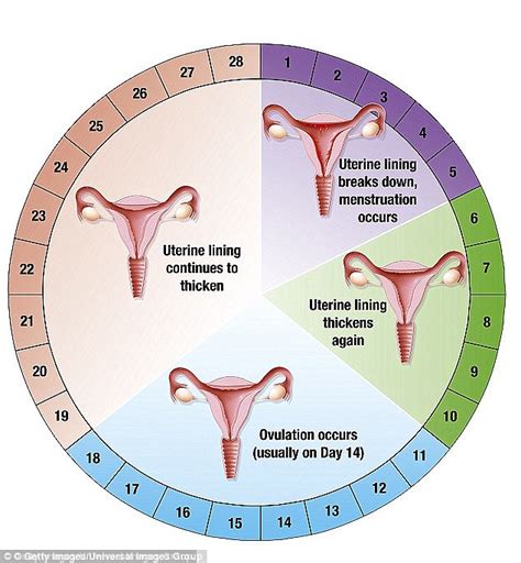 Phases Of Menstrual Cycle