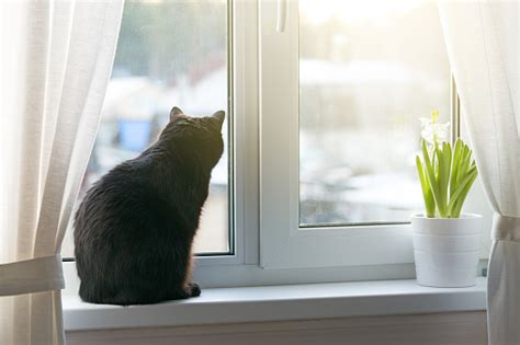 Black Cat Sitting On Windowsill Stock Photo And More Pictures Of Animal