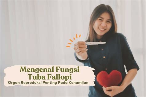 Tuba Fallopi Fungsi Dan Peran Pentingnya Pada Kehamilan