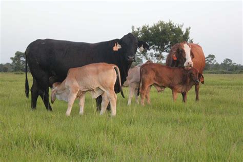 Brahmans And Cross Breeds Why Brahmans Are Great For F1s Moreno Ranches
